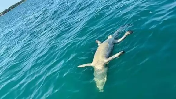 En la publicación se puede ver al cocodrilo sin vida, flotando en medio de la laguna En la publicación se puede ver al cocodrilo sin vida, flotando en medio de la laguna