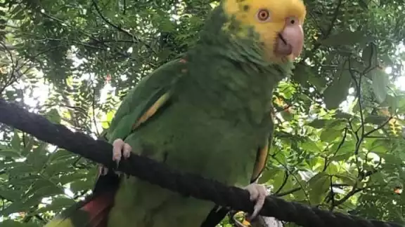 La pérdida es sensible porque el animal es una especie que está en peligro de extinción.