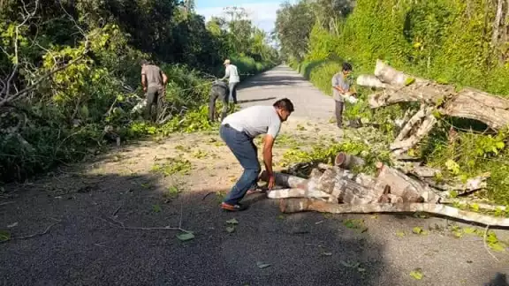 Los árboles secos han provocado por lo menos dos accidentes fatales Los árboles secos han provocado por lo menos dos accidentes fatales