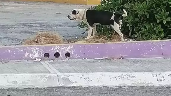 No es la primera vez que se denuncia ante la instancia municipal el ataque de perros