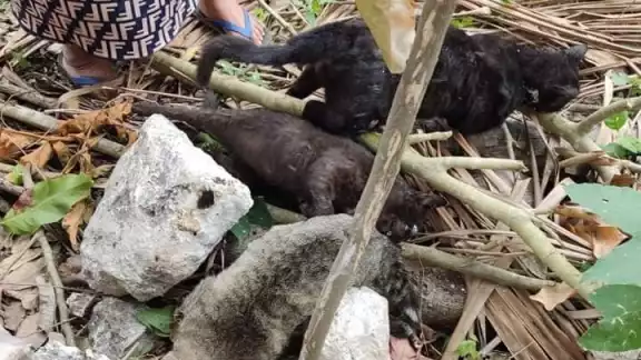 Los habitantes temen que sus hijos estén en peligro de intoxicarse al estar en contacto con los animales Los habitantes temen que sus hijos estén en peligro de intoxicarse al estar en contacto con los animales