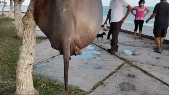 El ejemplar pesaba aproximadamente 10 kilogramos El ejemplar pesaba aproximadamente 10 kilogramos