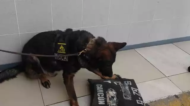 Binomio canino de la Secretaría de Seguridad Pública Municipal