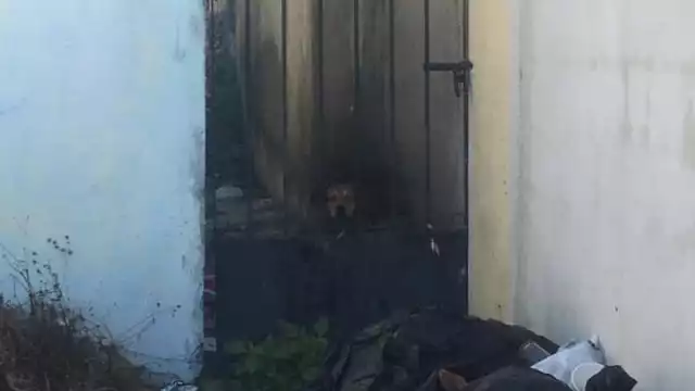 La perrita llora todas las noches, reportaron