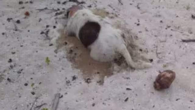 De acuerdo con la comisaria municipal, en la última investigación encontraron un recipiente de comida con veneno como carnada.