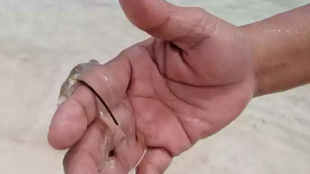 Las medusas se observaron ayer y hoy