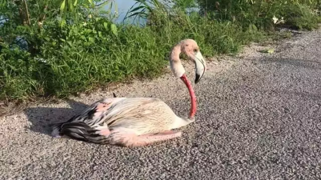 Cerca del puerto de El Cuyo, estas aves sufren accidentes fatales a consecuencias de esta falta de señalamientos