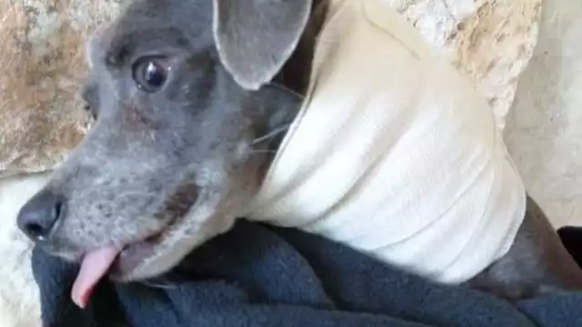 El llanto incesante de la perra, que se quejaba de hambre y frío, alertó a los vecinos