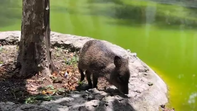 “Cochi” es una de tantas víctimas de la imprudencia de algunos conductores irresponsables
