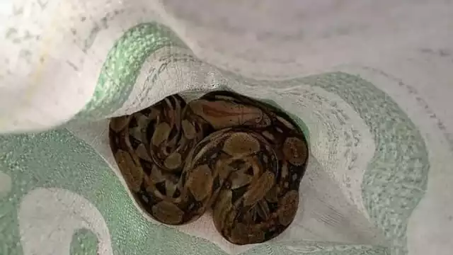 Foto: Alejandro Colli