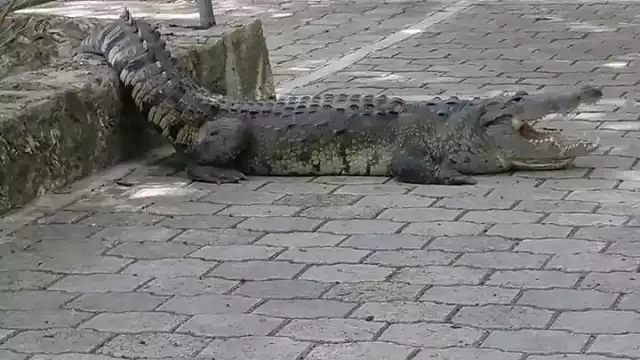 El andador en el que se encontraba 'Chencho' el cocodrilo, fue cerrado temporalmente hasta que retornó al estanque