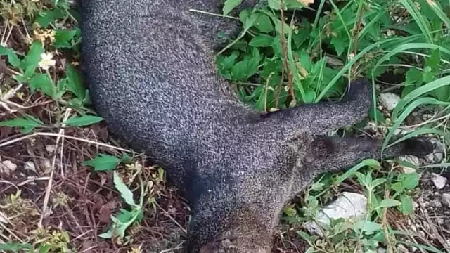 FOTO: Alejandro Collí