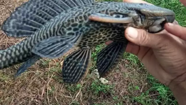 Se desconoce cómo fue la introducción de esta exótica especie de Sudamérica al río Candelaria