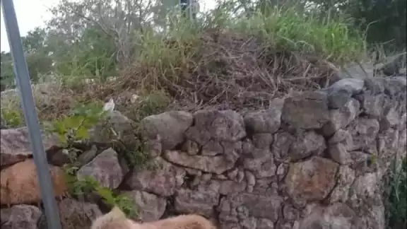 La policía iniciará una investigación para dar con el dueño del animalito La policía iniciará una investigación para dar con el dueño del animalito