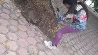 Alimentar mapaches se ha vuelto una de las principales atracciones para los visitantes