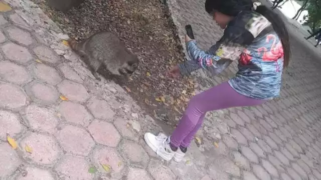 Alimentar mapaches se ha vuelto una de las principales atracciones para los visitantes