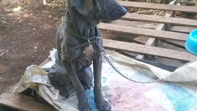 La perrita se encuentra en tratamiento medico