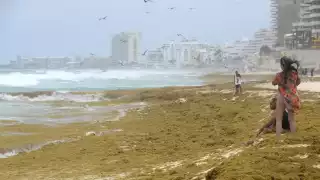El aumento de la generación de sargazo es consecuencia del incremento en las temperaturas de los mares del mundo, de acuerdo con la Red de Monitoreo
