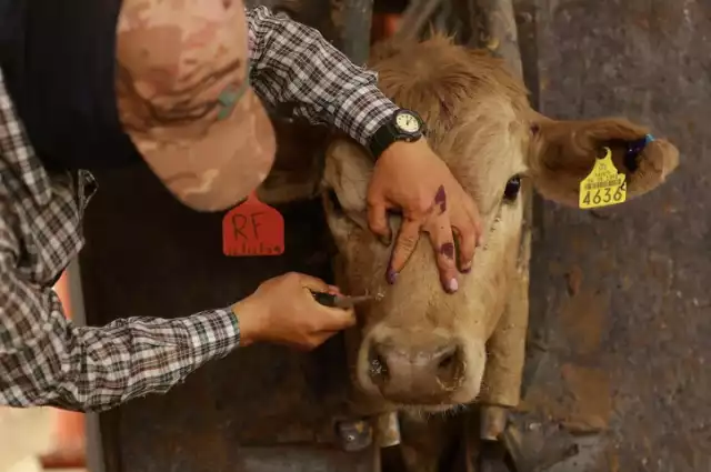 En la primera semana del 2026 confirman 116 contagios activos en la Península; 8 son de Campeche