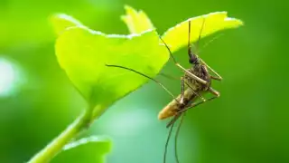 Estas son las seis plantas para ahuyentar a los mosquitos