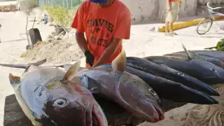 Pesca de escama cae 50% en Playa del Carmen: cooperativa Xaman-Ha reporta baja producción