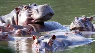 Los hipopótamos estarán en un santuario de Sinaloa en México