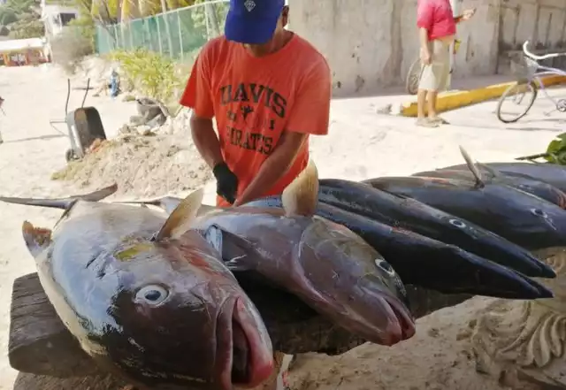 Pescadores redirigen actividades al turismo tras baja captura de escama