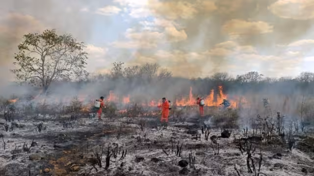 En los 15 incendios forestales reportados en Campeche, más de 17 mil hectáreas fueron afectadas