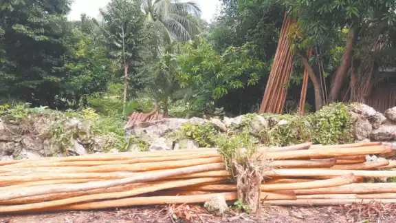 Semarnat no da, desde hace meses, permisos de aprovechamiento forestal Semarnat no da, desde hace meses, permisos de aprovechamiento forestal