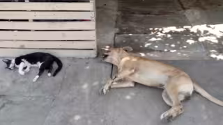 Los perros destruyen bolsas con comida para alimentarse, por lo que los vecinos sospechan que para evitar estas conductas los están envenenando