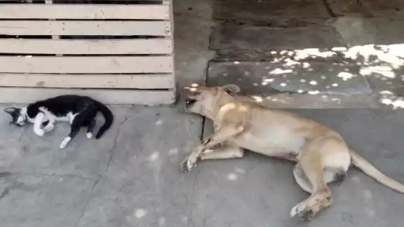 Los perros destruyen bolsas con comida para alimentarse, por lo que los vecinos sospechan que para evitar estas conductas los están envenenando Los perros destruyen bolsas con comida para alimentarse, por lo que los vecinos sospechan que para evitar estas conductas los están envenenando