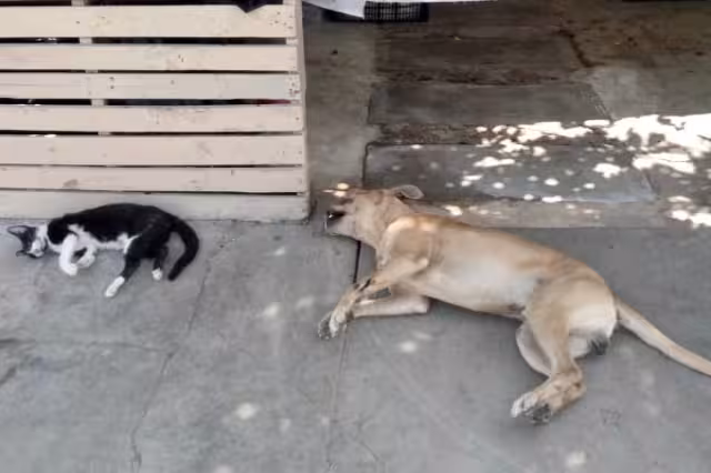 Los perros destruyen bolsas con comida para alimentarse, por lo que los vecinos sospechan que para evitar estas conductas los están envenenando