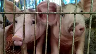 En Yucatán se tienen 222 granjas porcícolas instaladas, según Greenpeace