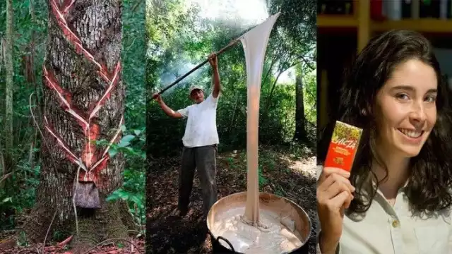 Chicozapote, materia original para la fabricación del chicle en Quintana Roo