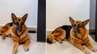 Tras años de servicio en Campeche, perrito policía busca familia adoptiva