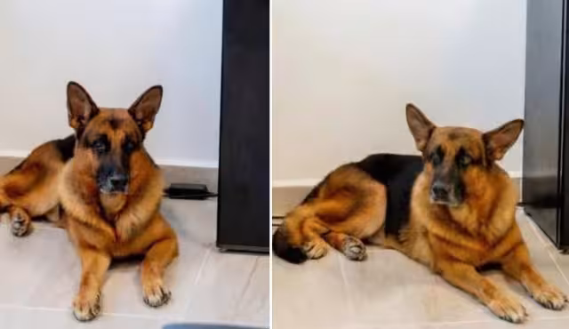 Héroe K9 se jubila y busca un hogar lleno de amor