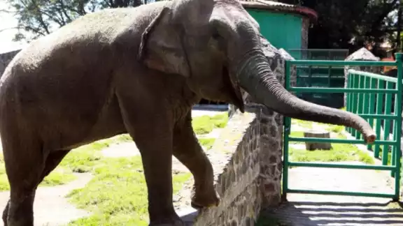 Una elefanta de 4 mil kilos azotó a un hombre contra unos barrotes Una elefanta de 4 mil kilos azotó a un hombre contra unos barrotes