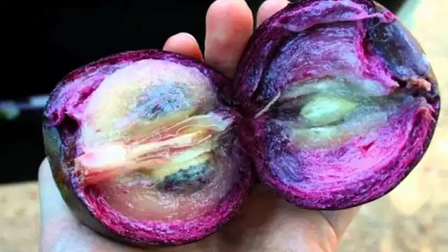 El caimito es una de las frutas más esperadas en Yucatán