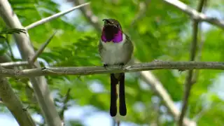 Advierte la Profepa fuertes sanciones para quien capture o dañe colibríes