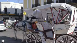 Activistas piden al Ayuntamiento de Mérida que sustituya las calesas con caballos por las eléctricas