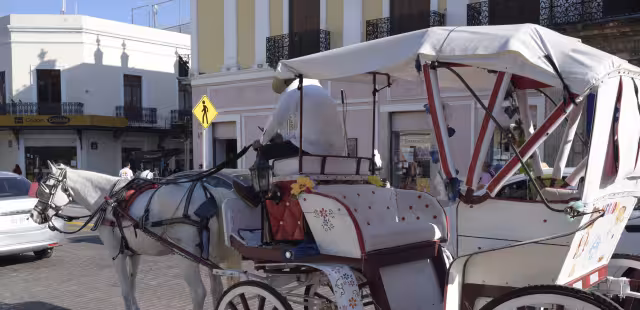 Se han visto casos en que los animales tienen que remolcar más de ocho personas, cuando el máximo permitido son cinco