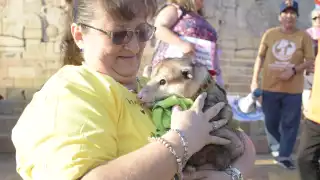 Preparan magno festejo en Mérida por el primer cumpleaños de Maximiliano, una zarigüeya que fue rescatada por una familia