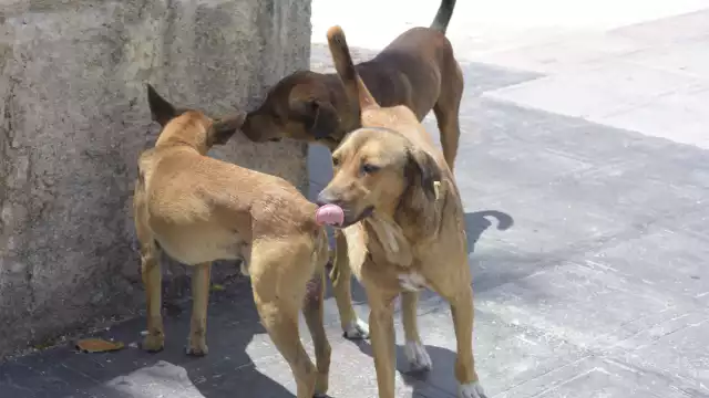 Miembros de organizaciones animalistas piden apoyo para los refugios, que por lo general son particulares y sin fondos públicos