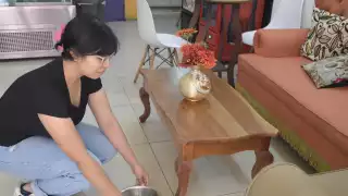 Criar perros y gatos en la calle puede causar enfermedades en Yucatán, alerta veterinaria 