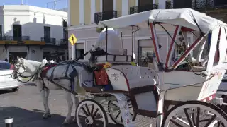 Se han visto casos en que los animales tienen que remolcar más de ocho personas, cuando el máximo permitido son cinco