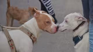 Centro de Bienestar Animal en Cancún recibe 20 denuncias diarias por maltrato
