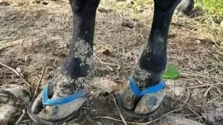 Las chanclas tienen un valor de 90 pesos y se entregan en Caucel Pueblo