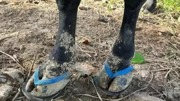 Las chanclas tienen un valor de 90 pesos y se entregan en Caucel Pueblo Las chanclas tienen un valor de 90 pesos y se entregan en Caucel Pueblo