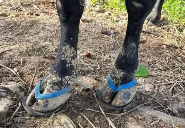 Las chanclas tienen un valor de 90 pesos y se entregan en Caucel Pueblo