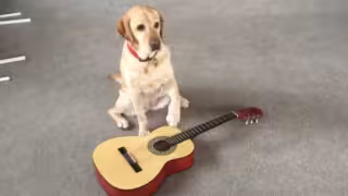 Perrita toca la guitarra, el piano y la batería
